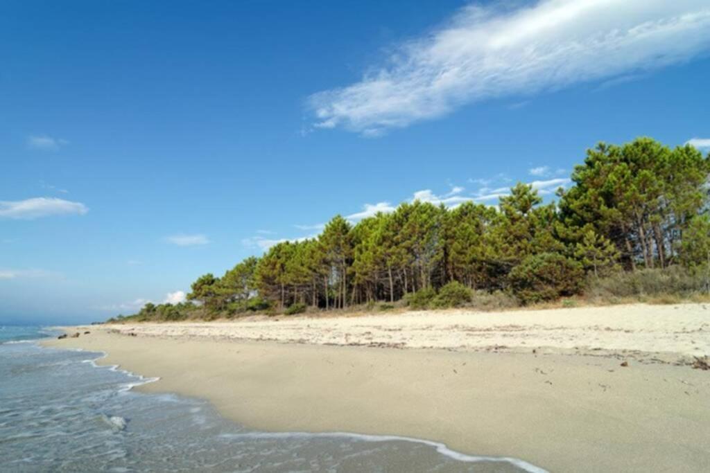 Marine De Bravone T2 Terrasse Front De Mer - Plage Pieds Dans L'Eau - Clim - Piscine - Wifi Linguizzetta Exterior foto